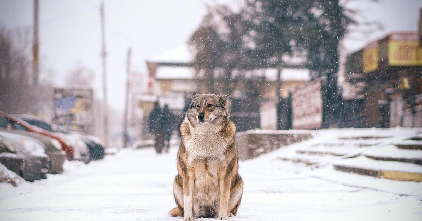 Без лютих морозів, але з мокрим снігом і ожеледицею: прогноз погоди на вихідні