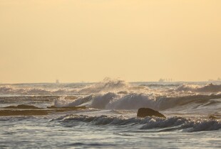 Екологічна катастрофа в Чорному морі: через російські дрони масово гинуть краби