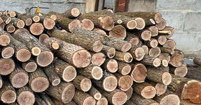 На Харківщині експосадовець лісництва сприяв масштабній незаконній вирубці лісу