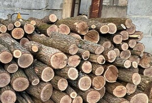 На Харківщині експосадовець лісництва сприяв масштабній незаконній вирубці лісу