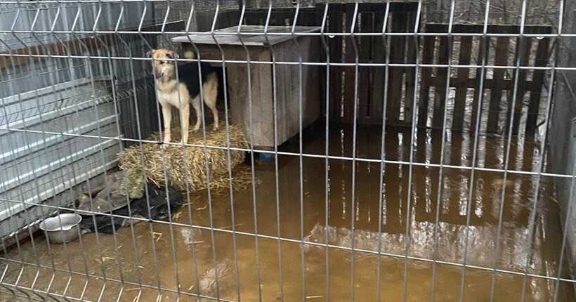 В Кропивницькому тоне притулок, волонтери благають про допомогу - реакція ДСНС