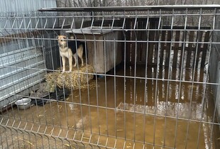 В Кропивницькому тоне притулок, волонтери благають про допомогу - реакція ДСНС