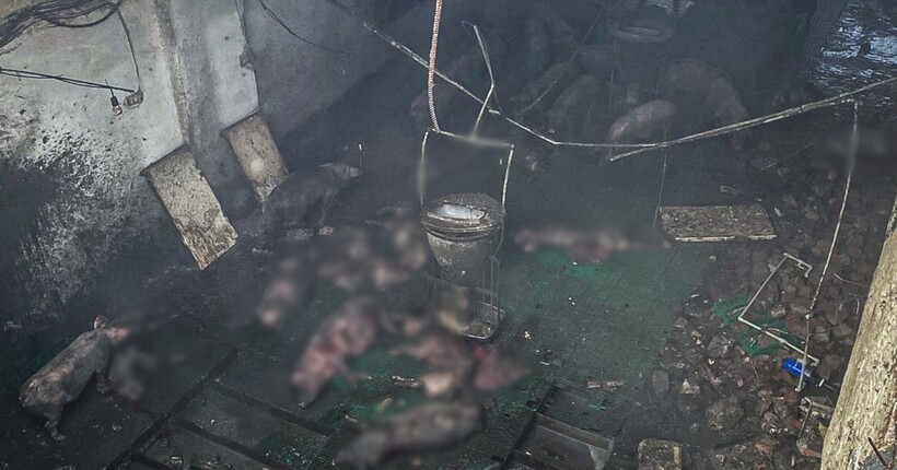 На Харківщині через ворожу атаку загинули близько 100 свиней (фото)