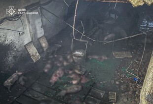 На Харківщині через ворожу атаку загинули близько 100 свиней (фото)