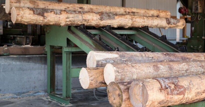 БЕБ завершило розслідування контрабанди лісу до ЄС: депутат із Чернігівщини постане перед судом