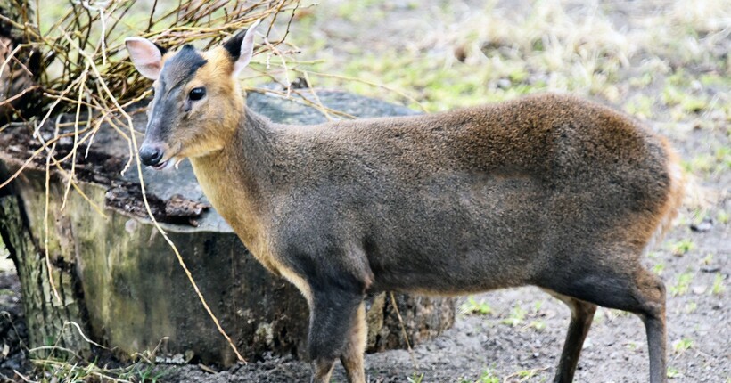 В Київському зоопарку після тяжкої травми відновився та став батьком олень Мо