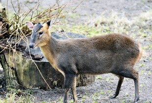 В Київському зоопарку після тяжкої травми відновився та став батьком олень Мо