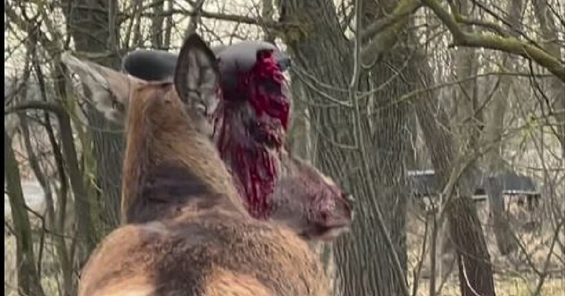 На Рівненщині автомобіль збив відомого оленя Бориса: водійку розшукали