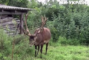 Авто збило оленя Бориса: до травмованої тварини виїхали ветеринари