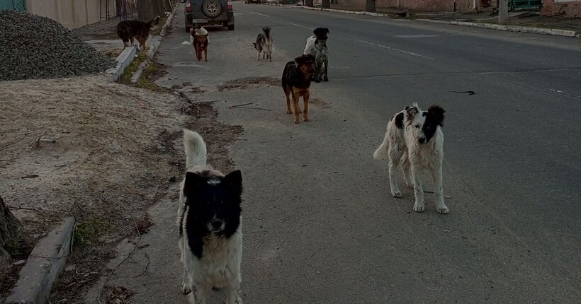 У Маріуполі окупанти готують масовий відстріл собак