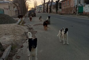 У Маріуполі окупанти готують масовий відстріл собак