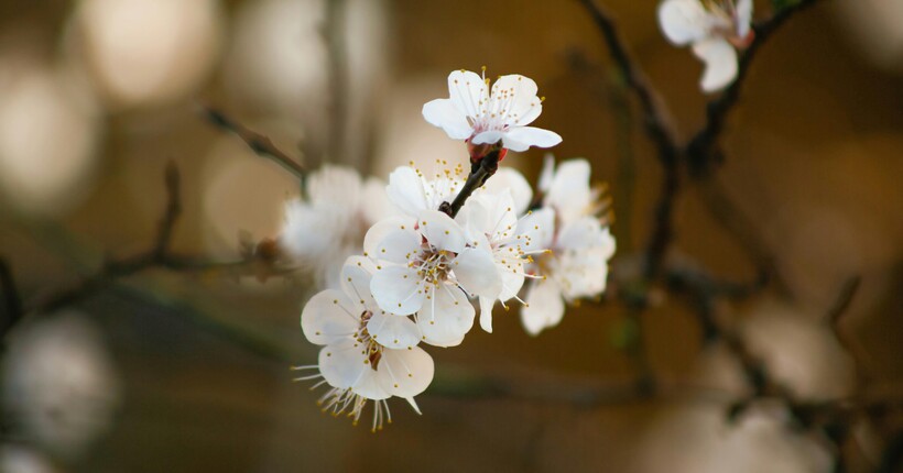 Заморозки та мокрий сніг у квітні: що чекати від погоди у найближчі дні