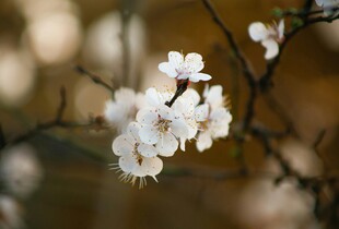 Заморозки та мокрий сніг у квітні: що чекати від погоди у найближчі дні