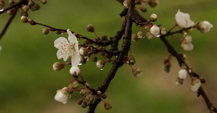 В Україну йдуть дощі: прогноз погоди на 6 квітня 2026 року