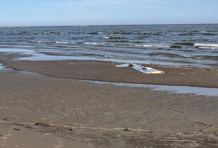 В Естонії на пляжі виявили уламок, ймовірно, українського дрона - ЗМІ