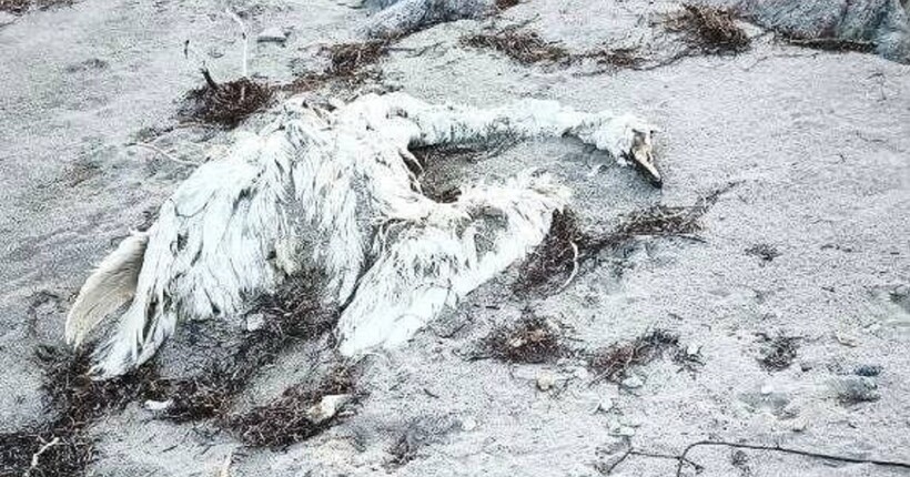 Під Генічеськом десятками гинуть лебеді через креветкові сітки - ЦНС