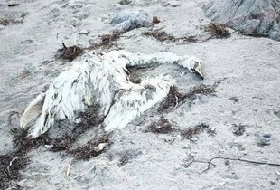 Під Генічеськом десятками гинуть лебеді через креветкові сітки - ЦНС