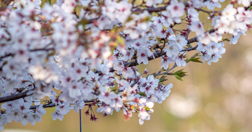 Вітер послабшає, можливі дощі з мокрим снігом: прогноз погоди на 29 квітня