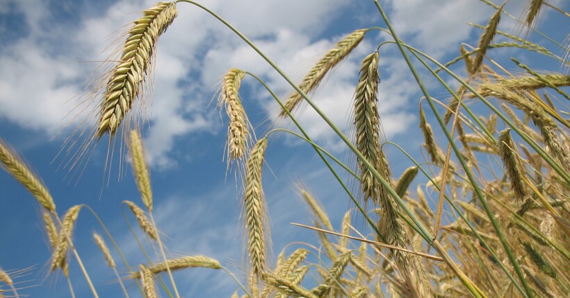 Ізраїль відповів на заяви України щодо зерна: Дипломатія не ведеться через соцмережі