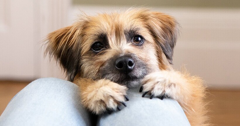 Чи потрібні собакам ласощі та як вибрати безпечні снеки?