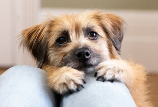 Чи потрібні собакам ласощі та як вибрати безпечні снеки?