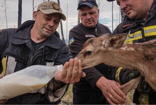 У лісових пожежах на Київщині надзвичайники врятували двох дитинчат оленей (фото)