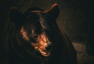 На Закарпатті ведмедиця зупинила порушника кордону: деталі від ДПСУ