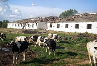 Війська рф завдали удару по фермі на Сумщині: загинули тварини