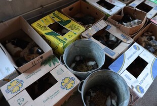 Через обстріл Харкова на території зоопарку спалахнула пожежа: є загиблі тварини