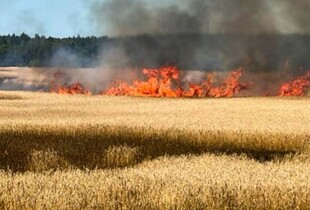 На Чернігівщині через ворожу атаку БпЛА спалахнула пожежа на пшеничному полі (фото)