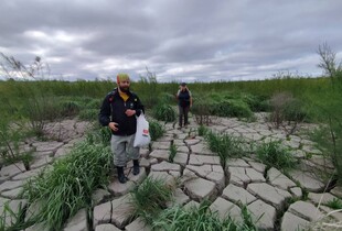На місці Каховського водосховища формується найбільший заплавний ліс в Європі 