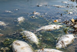 Екологічна НС на Київщині: в трьох водоймах загинули близько трьох тонн риби