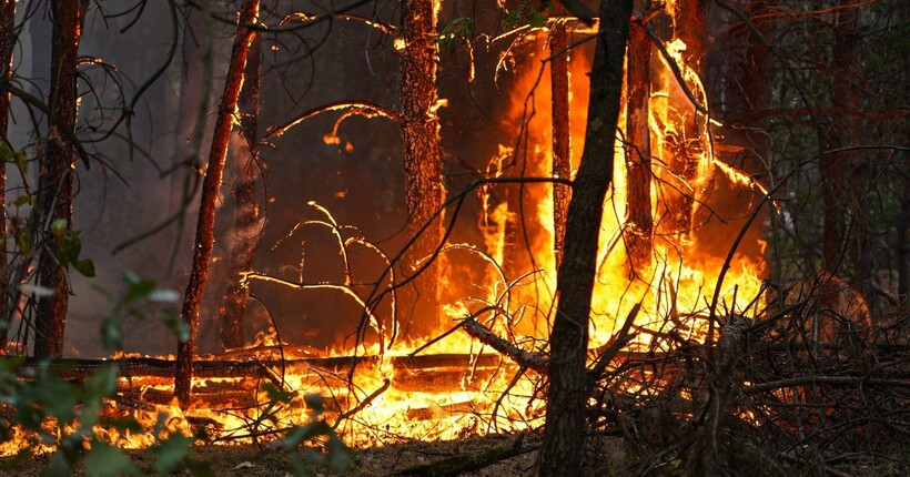 Понад 200 рятувальників гасять масштабну лісову пожежу на Черкащині