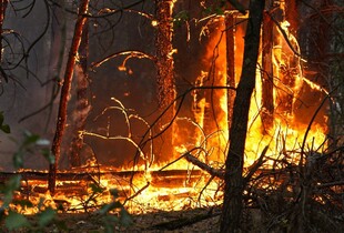Понад 200 рятувальників гасять масштабну лісову пожежу на Черкащині