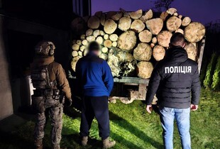 Вирубали заповідний ліс майже на 6 млн грн: поліція викрила злочинне угруповання 