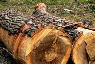 На Теремках тривають роботи для резервного теплопостачання: що буде з деревами