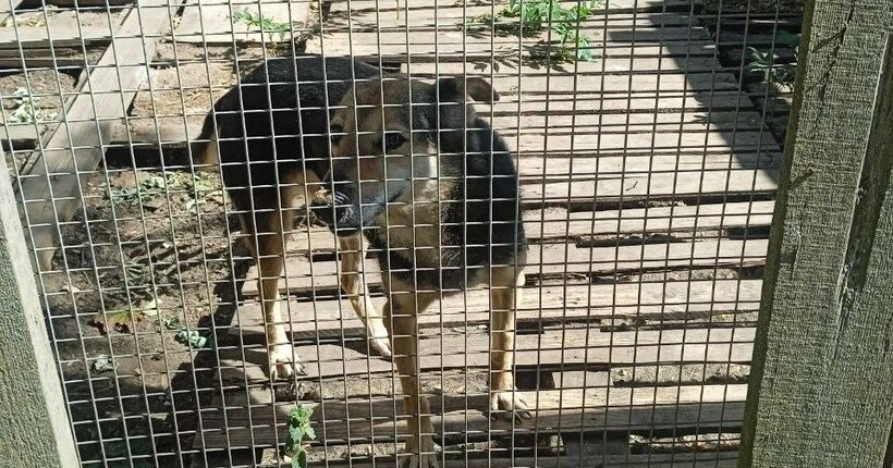 росія вдарила по притулку для тварин на Одещині: загинули 10 котів і три собаки (відео)