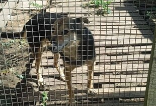росія вдарила по притулку для тварин на Одещині: загинули 10 котів і три собаки (відео)