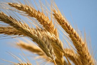 Мінагро прогнозує скорочення посівної кампанії на 15-17% через експортні проблеми