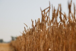 Експорт зерна з України: у ВАР заявили про необхідність відкриття портів