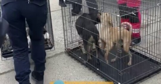 Першими в Україну прибули врятовані з окупованих Олешок тварини (відео)