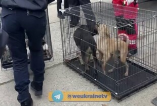Першими в Україну прибули врятовані з окупованих Олешок тварини (відео)