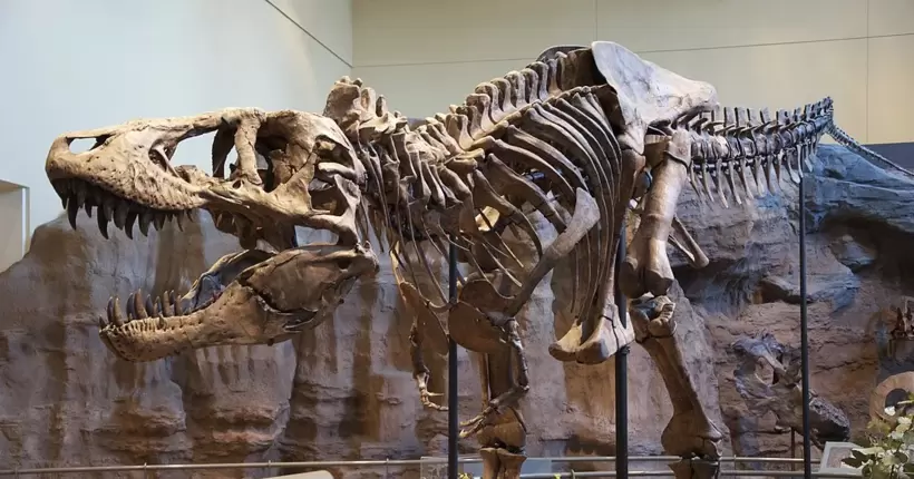 В Європі вперше на аукціон виставлять скелет гігантського тиранозавра