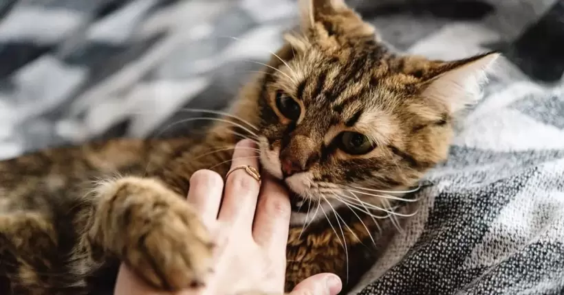 Вкусив домашній кіт: на Одещині лікарі врятували жінку, яка стікала кров'ю