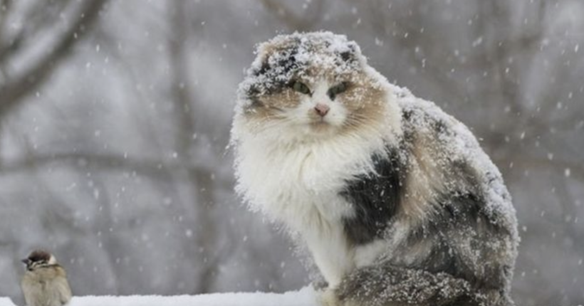 Очікуються сніг і морози: в Україні невдовзі зіпсується погода