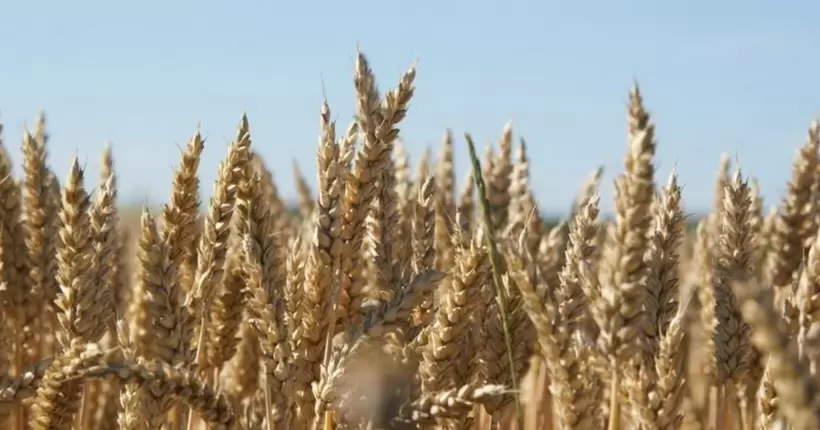 Словаччина призупиняє імпорт зерна з України