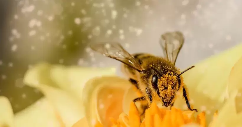 Пасічники скаржаться: в Одеській області зафіксовано масове отруєння бджіл (ФОТО)