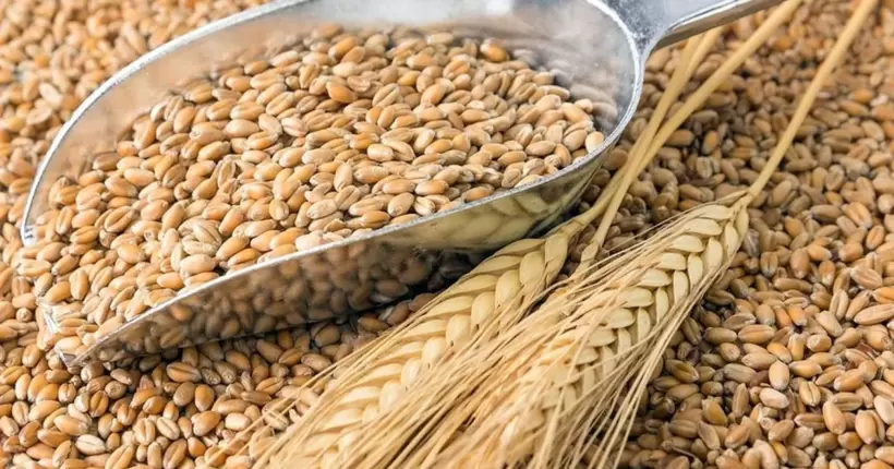 Китай відмовився купувати зерно у рф