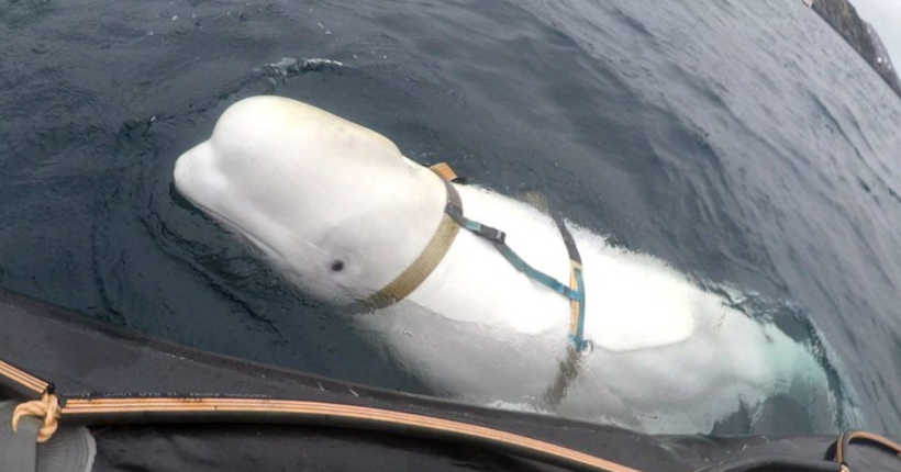 У Швецію приплив кит-шпигун російського походження Хвалдімір: що про нього відомо