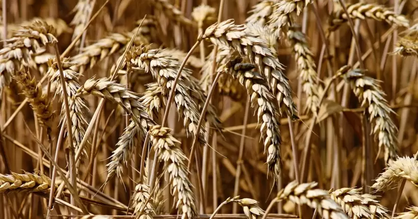 Аграрії в розпачі: негода знищила врожай пшениці в Китаї
